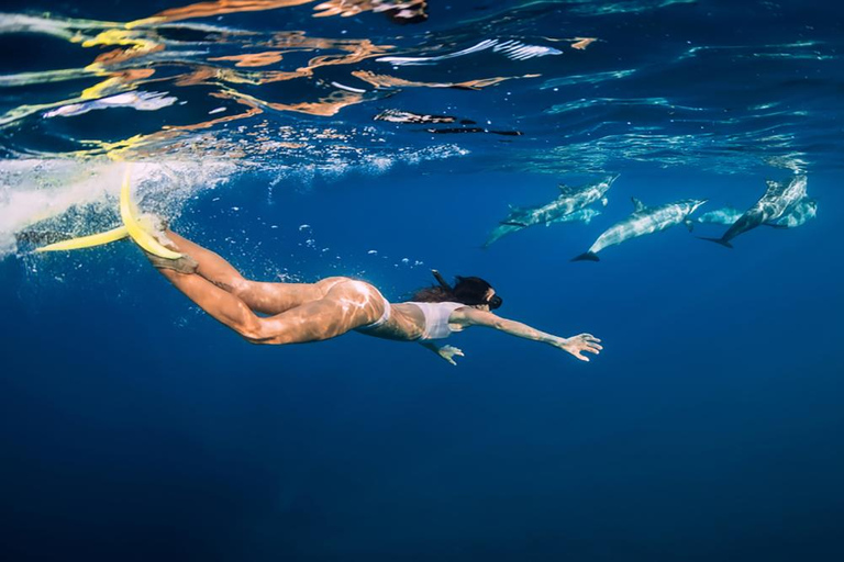 Plongée dans le lagon d&#039;El Gouna et plongée avec les dauphins, avec déjeuner