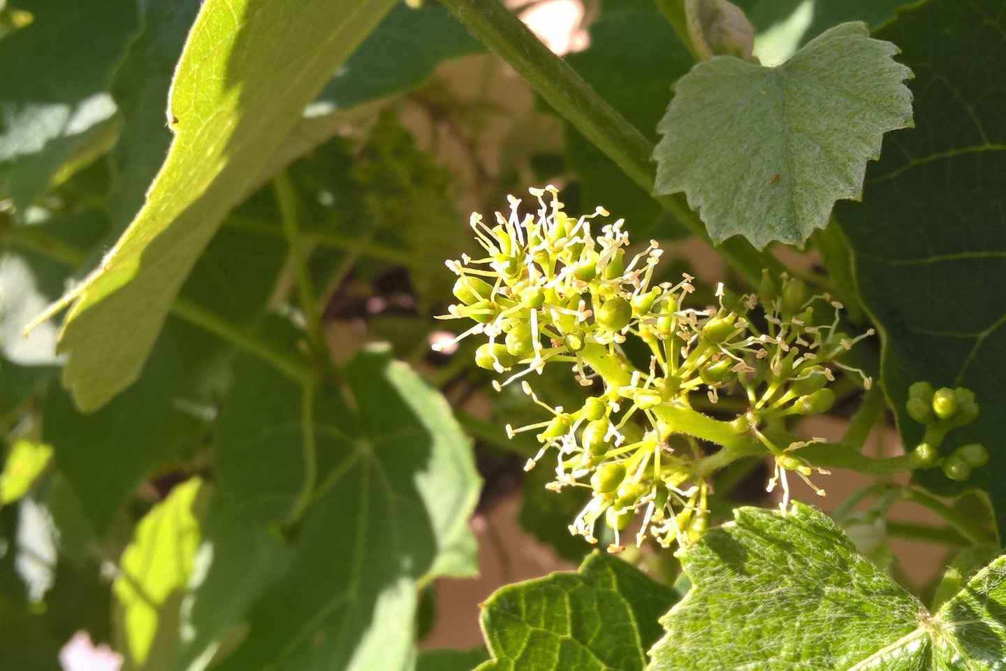 Tour de Sighisoara y Biertan (desde Cluj-Napoca)