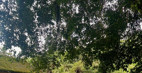 Bali: Ubud Monkey Forest, Tirta Empul & Waterfall Tour
