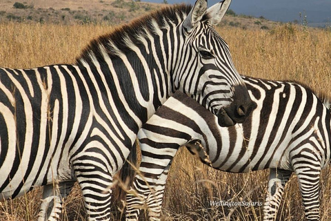 Nairobi National Park Half Day Guided Safaris in 4x4 Vehicle Private Half Day Guided Safaris in 4x4 Open roofed Van