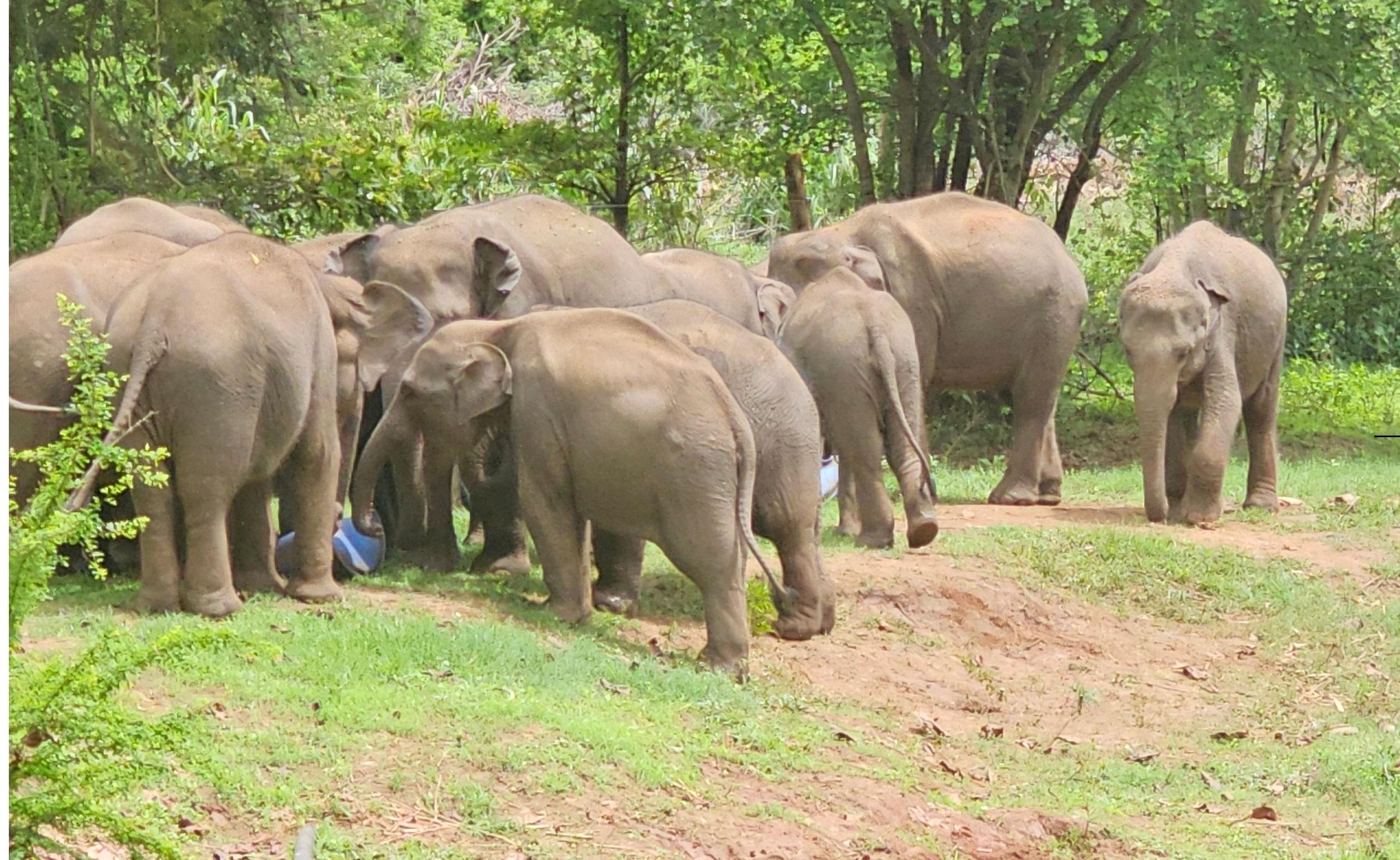 Udawalawe Safari Tagestour von Bentota/Aluthgama/Ahungalla