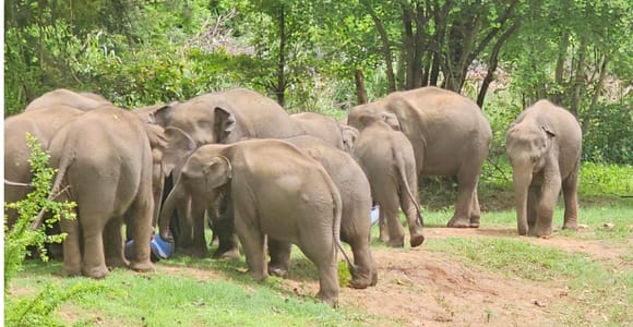 Udawalawe Safari Day Tour From Bentota/Aluthgama/Ahungalla