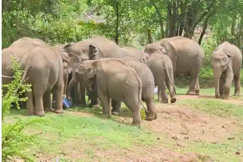 Udawalawe Safari Day Tour From Bentota/Aluthgama/Ahungalla