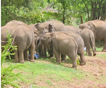 Tour di un giorno dell'Udawalawe Safari da Bentota/Aluthgama/Ahungalla