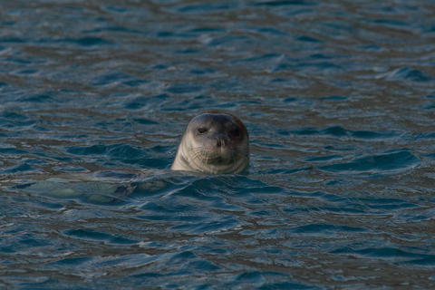 Funchal: tour en lancha rápida de avistamiento de ballenas y delfines