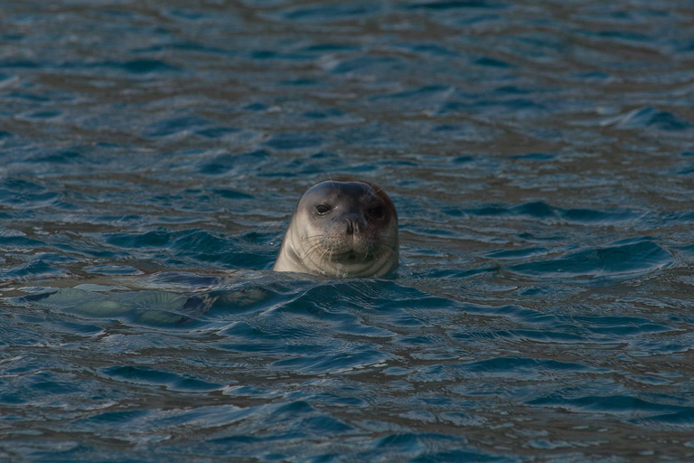 Funchal: tour en lancha rápida de avistamiento de ballenas y delfines