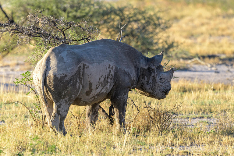 Namibia: Desert Tribe, Shipwreck Coast & Stargazing Tour