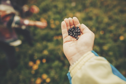 Helsinki: Berry picking with guide & Finnish BBQ + Photos