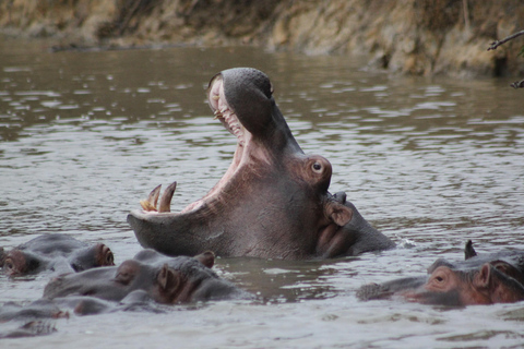 Krüger National Park - 5 Tage Safari TourKrüger-Nationalpark - 5 Tage Safari-Tour - Safari-Zelt