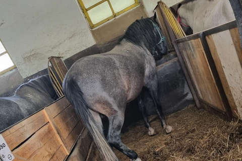 Myths, Horses & Monks – A Transylvanian Storytelling Journey