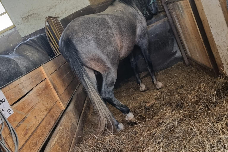 Myths, Horses & Monks – A Transylvanian Storytelling Journey