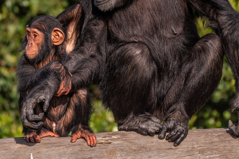 2-Day Ol Pejeta Safari with Chimps & Big Five