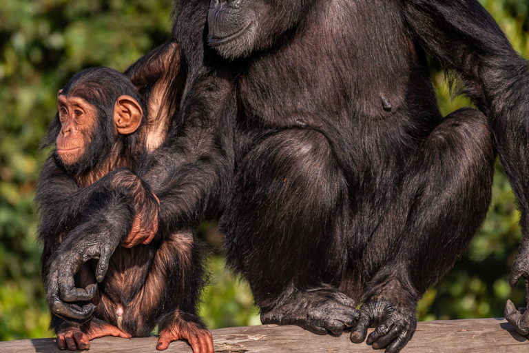 2-Day Ol Pejeta Safari with Chimps & Big Five