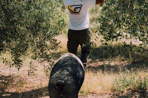 Dégustation de charcuterie et d&#039;huile d&#039;olive et visite près de Pise et Livourneanglais