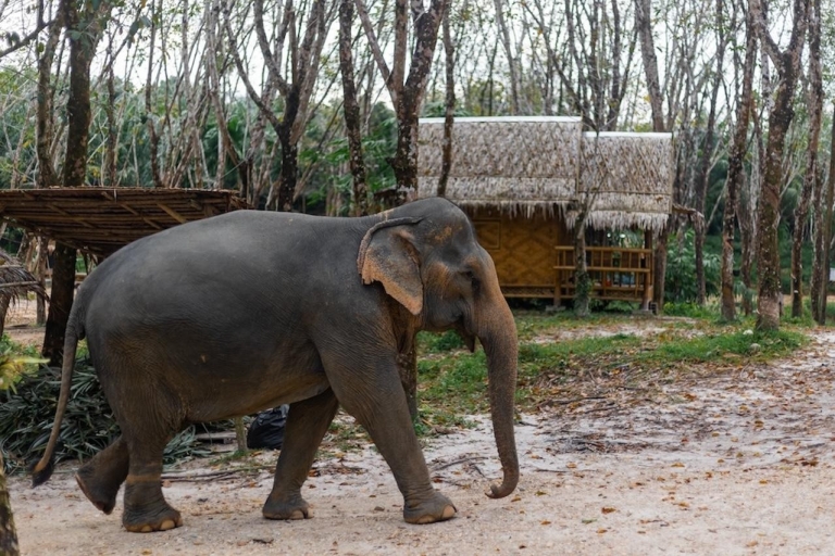 Phuket: Ethisches Elefanten-Schutzzentrum − Interaktive TourTicket & Privater Transfer ab Hotels in Phuket