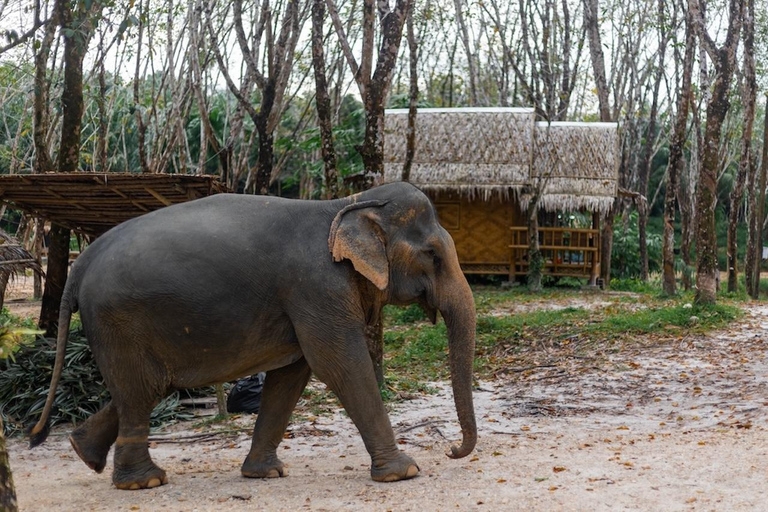 Phuket: Ethical Elephant Sanctuary Interactive Tour Ticket & Shared Transfer from Phuket Hotels