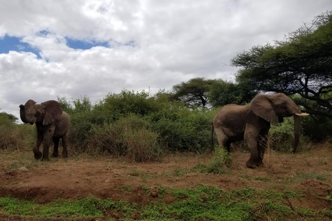 2 giorni di safari in lodge di media categoria a Tarangire e Ngorongoro