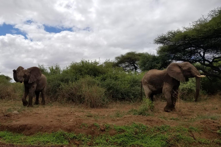 2-dniowe safari w obiekcie klasy średniej w Tarangire i Ngorongoro