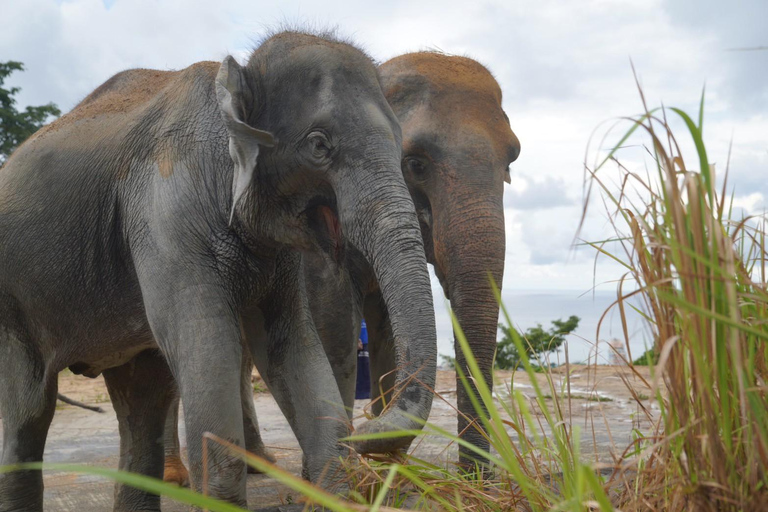 Phuket: Elephant Sanctuary & Zipline Adventure Combo Elephant Walk & 16-Platform Zipline Adventure