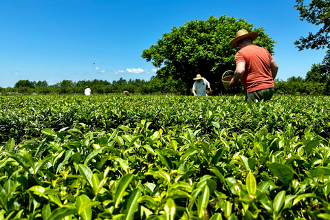 Batumi: City Tour, Tea Plantation & Gonio Fortress Day Trip