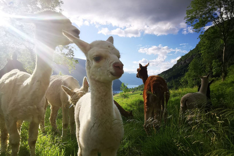 Vik: Hiking Tour With Farm Visit