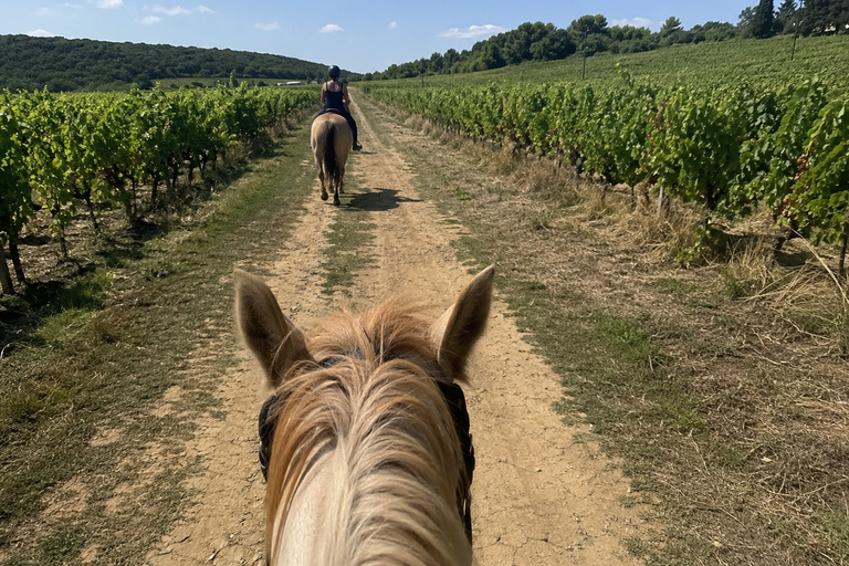 Bordeaux: Private Horse Ride in the Vineyards