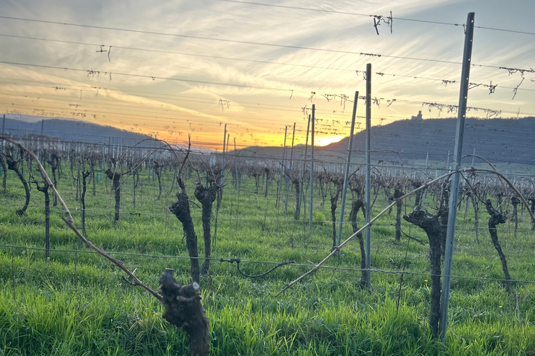 Alsace: Private Wine Tour with Tastings and Transfers Half Day Tour