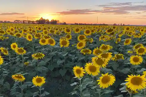 Giornata di degustazioni nella Terra dei Supertuscan da Livorno