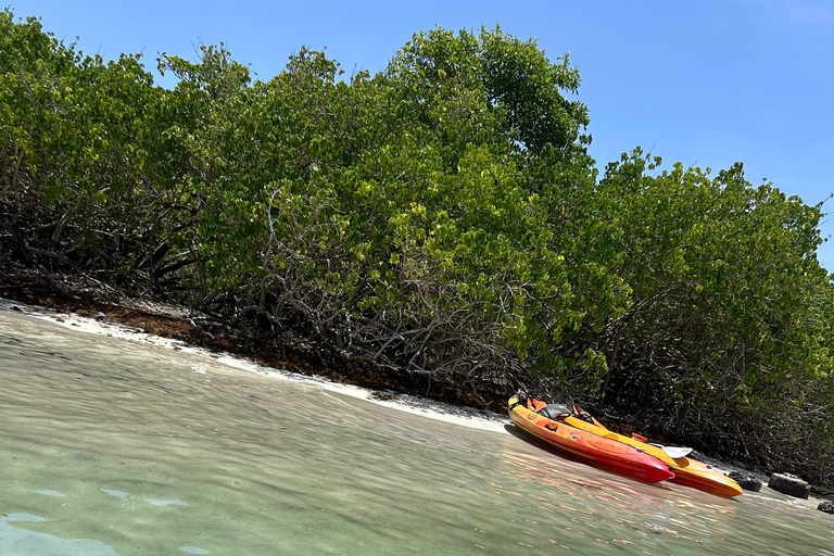 Le Robert Self-Guided Kayak Tour: Îlet Chancel, iguanas, and white sandbanks Kayak tour at Robert: Chancel islet, iguanas, and white seabeds