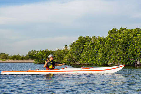 Sea Kayak Tour - Mangrove Safari