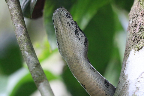 Uvita: Corcovado Rainforest & Wildlife Adventure