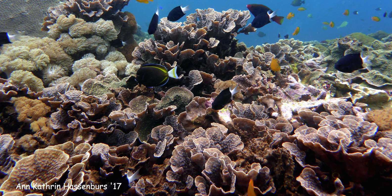 From Bali: Nusa Penida Snorkeling & Island Tour Special Trip