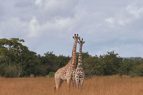 From Zanzibar: Mikumi Safari Day Trip with Flights and Lunch Mikumi Shared Safari without hotel transfer