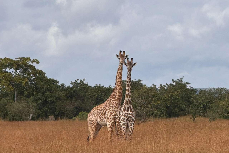 From Zanzibar: Mikumi Safari Day Trip with Flights and Lunch Mikumi Shared Safari without hotel transfer