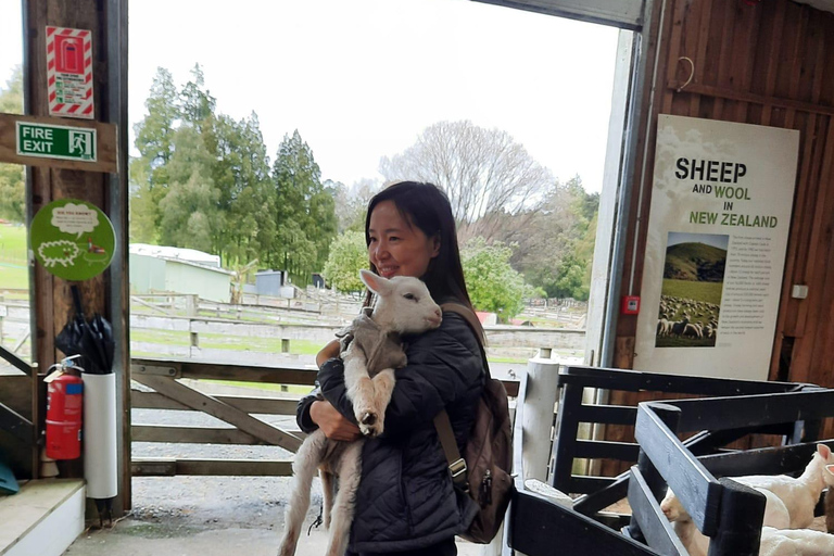 Auckland: Sheepworld, Honey Centre, & Kauri Trail Tour