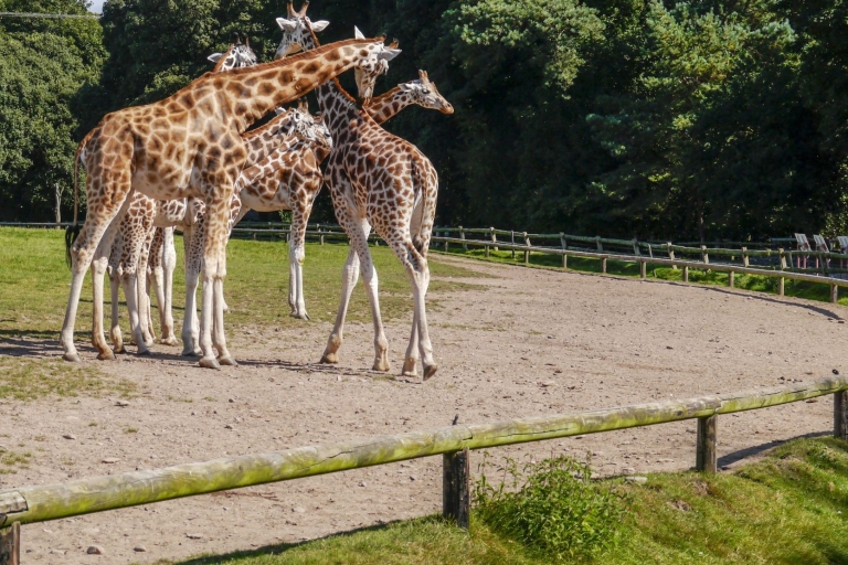 Skip-the-line dierentuin Hellabrunn in München met transfers4,5 uur: Hellabrunn Zoo & enkele reis