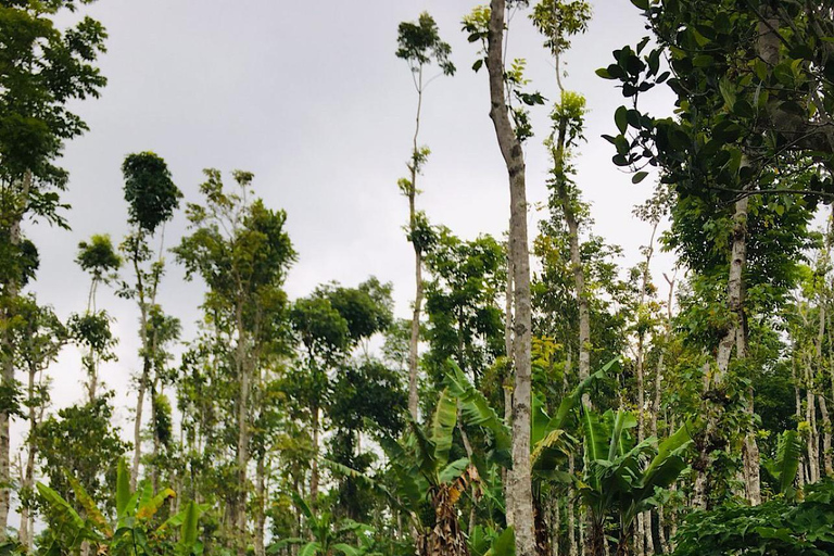 Bali: Dolphin Swimming Tour with ATV Quad Bike & Waterfall Dolphin, Waterfall, Tandem ATV Bike (Central & South Bali)