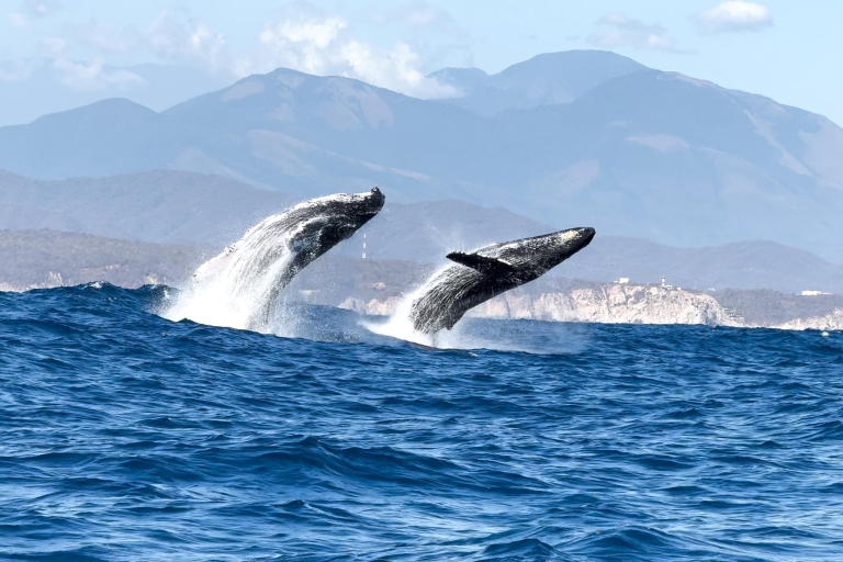 Huatulco: Awakening With Stars and Dolphins Boat Cruise