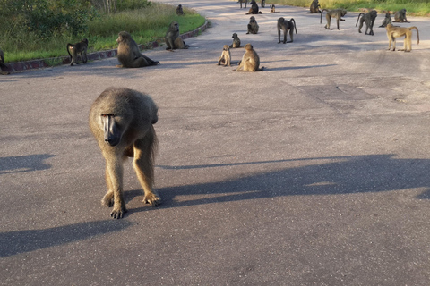 Kruger National Park: Three Day Tour