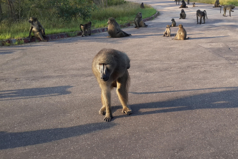 Kruger National Park: Three Day Tour