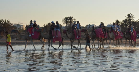 Djerba 2.5-Hour Horse & Camel Riding Adventure – Top Djerba Tour