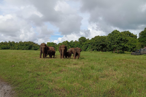 Experiencia de vida salvaje en el Safari por el Parque Nacional de Minneriya