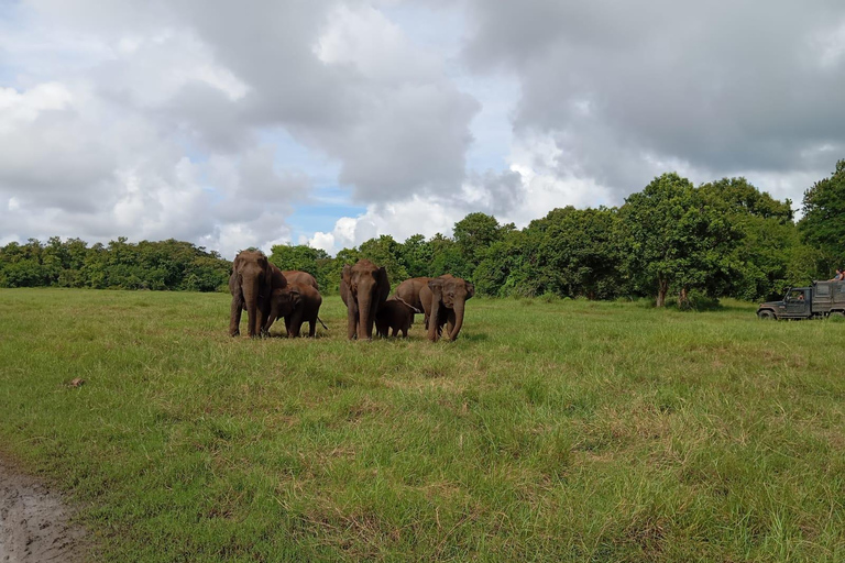 Upplevelse av vilda djur i Minneriya National Park Safari