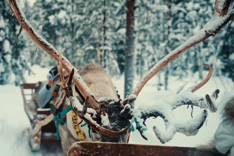 Combo Tour\Husky and Reindeer Sledding Ride in Levi