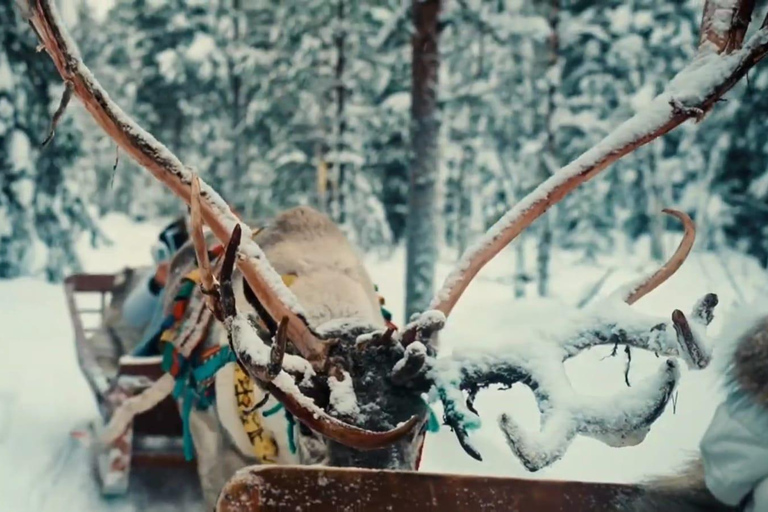 Combo Tour\Husky and Reindeer Sledding Ride in Levi