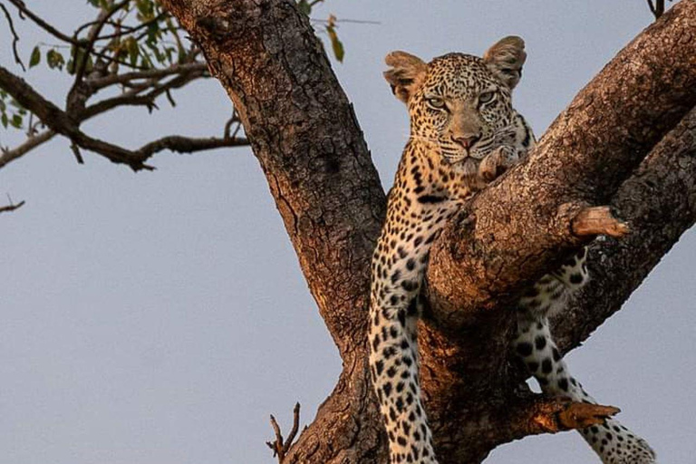 MASAI MARA: 3 DAYS MASAI MARA BUDGET GROUP JOINING SAFARI