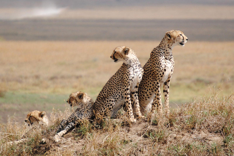 Safari en groupe de 4 jours dans le Tarangire, le Ngorongoro et le Serengeti