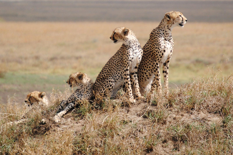 Safari en groupe de 4 jours dans le Tarangire, le Ngorongoro et le Serengeti