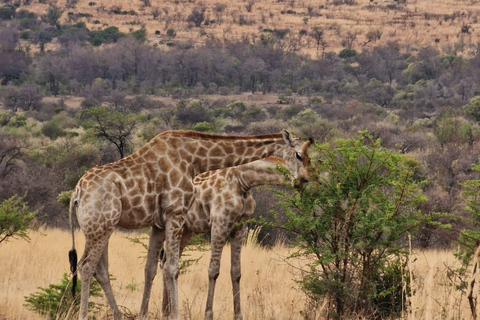 Dinokeng half safari for traveller's with limited time.
