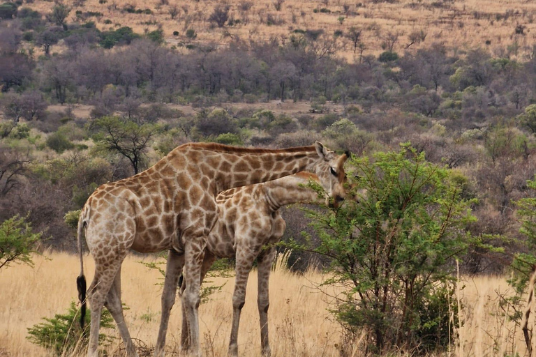 Dinokeng half safari for traveller's with limited time.